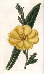 Nachtkerze mit großen Blüten (Tafel)