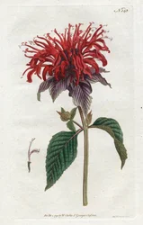 Fistula Monarde