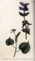 Blätter und violettes Bouquet der Endblätter von Grüner Salbei und Lindenbäumen