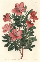 Floristen-Rhododendron oder Azalee - S. Watts starkes Wasser nach einer Illustration von Sarah Anne Drake (1803-1857), aus dem Botanical Register