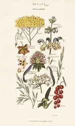 Blumen- und Fruchtarrangements