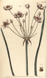 Blühender Igelkolben, Butomus umbellatus