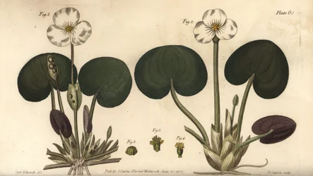 Froschbiss, Hydrocharis morsus-ranae, Dioecia, weibliche Pflanze 1,4, männliche Pflanze 2,3