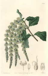 Garrya mit elliptischen Blättern