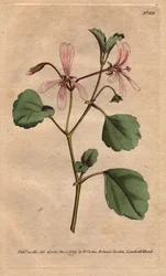 Geranie mit Sauerampferblatt und rosafarben geäderten Blüten, heimisch in Südafrika. Pelargonium acetosum. Handkolorierter Kupferstich nach einer botanischen Illustration von Sydenham Edwards
