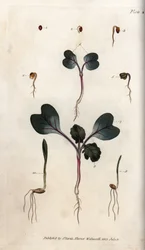 Keimung von Radieschensamen, Weichweizen und gewöhnlicher Gerste. Kolorierter Kupferstich, Illustration von Sydenham Edwards (1768-1819) für Conferences of Botanical, Botanischer Garten von Lambeth (England)