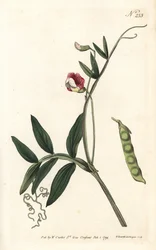 Spanische Platterbse, Lathyrus clymenum (Gelenkige Platterbse, Lathyrus articulatus). Handkolorierter Kupferstich von Sansom nach einer Illustration von Sydenham Edwards aus William Curtis