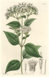 Drüsiges Eupatorium, aus Mexiko, aus dem Botanischen Register