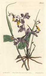 Globba radicalis