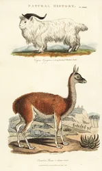 Ziege und Lama (Kupferstich)