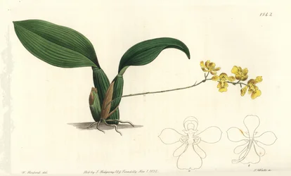 Gomesa cornigera Orchidee