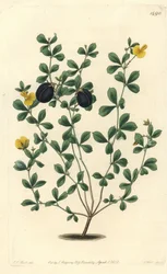 Dickrandiges Gompholobium
