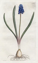 Traubenhyazinthe - Lithographie von Sydenham Edwards (1768-1819), Platte aus dem Botanical Magazine von William Curtis (1746-1799)