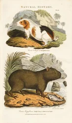 Meerschweinchen und Wasserschwein