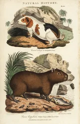 Meerschweinchen und Capybara - Meerschweinchen, Cavia porcellus, und Capybara, Hydrochoerus hydrochaeris. Handkolorierter Kupferstich nach Sydenham Edwards aus John Mason Goods Pantologia, einer neuen Enzyklopädie, G. Kearsley, London