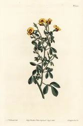 Behaarte Goodia, Goodia lotifolia var. pubescens (Goodia pubescens). Handkolorierte Kupferstichgravur von F. Sansom Jr. nach einer Illustration von Sydenham Edwards aus William Curtis