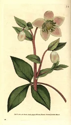 Livid Hellebore