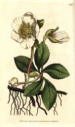 Schwarze Nieswurz oder Christrose, Helleborus niger