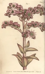 Hauswurz, Sempervivum tectorum, Dodecagynia, Hermaphroditenblume mit 12 Stempeln (Kupferstich)