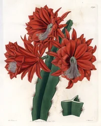 Hybrider Disocactus (Kaktusorchidee) (Tafel)