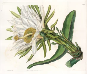 Hylocereus-Blume, Varietät des epiphytischen Kaktus - Platte graviert von S. Watts, nach einer Illustration von Sarah Anne Drake (1803-1857), aus dem Botanical Register von Sydenham Edwards (1768-1819), England