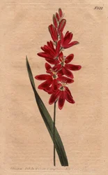 Ixia crimson oder Stale-Blume, dunkle Scharlachfarbe. Crimson Ixia oder ausbreitende Blüten-Ixia mit tiefroten Blüten. Ixia patens. Handkolorierte Kupferstichgravur aus einer botanischen Illustration von Sydenham Edwards aus William Curtis