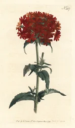 Jerusalem-Kreuz (Kupferstich)
