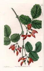 Kennedia macrophylla, Pflanze heimisch in Australien, seltene gefährdete Art - Platte graviert von S. Watts, nach einer Illustration von Sarah Anne Drake (1803-1857), aus dem Botanical Register von Sydenham Edwards (1768-1819), England