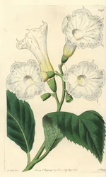 Großblütige Cordia