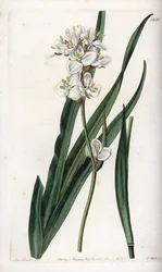 Libertia, endemisch in Chile