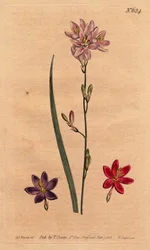 Lilien (Lilien) der Bles, mit Beispielen verschiedener Farben: Rosa, Lila, Scharlachrot. Flexuose Ixia mit Farbvarianten: Rosa, Lila und Scharlachrot. Ixia flexuosa. Handkolorierte Kupferstichgravur aus einer botanischen Illustration von Sydenham Edwards