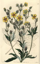Langblättrige Fingerkraut, Potentilla longifolia