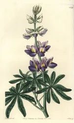 Lupine - Wandelbare Lupine, Lupinus mutabilis. Handkolorierter Kupferstich von S. Watts nach einer Illustration von Miss Sarah Drake aus Sydenham Edwards
