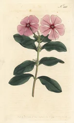 Madagaskar-Immergrün - Madagaskar-Immergrün, Catharanthus roseus (Vinca rosea). Handkolorierte Kupferstichgravur von Sansom nach einer Illustration von Sydenham Edwards aus William Curtis