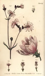 Malve, Malva sylvestris