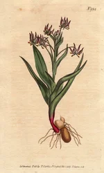 Verzweigtes Melanthium mit vielen kleinen lila Blüten, Zwiebeln und Wurzeln
