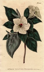 Melhania Saint Helena mit weißen Blüten. St. Helena Rotes Holz mit weißen Blüten. Melhania erythroxylon. Handkolorierter Kupferstich nach einer botanischen Illustration von Sydenham Edwards aus William Curtis