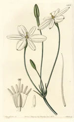 Mexikanischer Stern