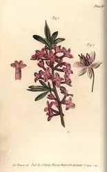 Seidelbast, Daphne mezereum, Octandria