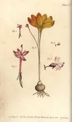 Monandria, Goldtuch, Crocus angustifolius und Hexenkraut