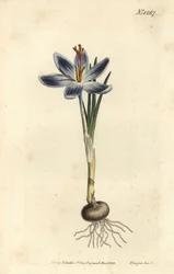 Berg-Krokus, Crocus serotinus