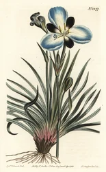 Trauerblütige Aristea, Aristea lugens (Aristea melaleuca). Handkolorierte Kupferstichgravur von F. Sansom Jr. nach einer Illustration von Sydenham Edwards aus William Curtis