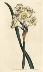 Narzisse ein Strauß - Büschelblütige Narzisse, Narcissus tazetta (Blassbecherige weiße Gartennarzisse; Narcissus orientalis) - Handkolorierte Kupferstichgravur von F. Sansom Jr. nach einer Illustration von Sydenham Edwards aus William Curtis