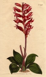 Neottie-Orchidee mit Frostblüte, rosa und purpurfarben, heimisch in Jamaika (Kupferstich)