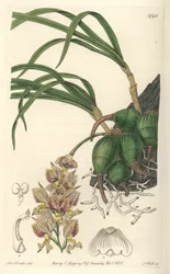 Orchidee Grobya, mit gelben und violetten Blüten, heimisch in Brasilien