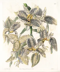 Orchidee: Stanhopea-Varietät, neotropisch - Platte graviert von S. Watts, nach einer Illustration von Sarah Anne Drake (1803-1857), aus dem Botanical Register von Sydenham Edwards (1768-1819), England