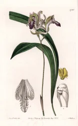 Orchidee: Varietät der Bletia aus Amerika