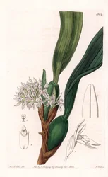 Orchidee: Varietät der Maxillaria, heimisch in Südamerika