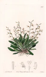 Orchidee: Sorte von Epidendre - Platte graviert von S. Watts, nach einer Illustration von Sarah Anne Drake (1803-1857), aus dem Botanischen Register von Sydenham Edwards (1768-1819), England