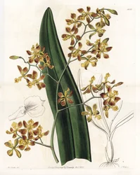Orchidee: Varietät des Epidendrum - Tafel graviert von S. Watts, nach einer Illustration von Sarah Anne Drake (1803-1857), aus dem Botanical Register von Sydenham Edwards (1768-1819), England